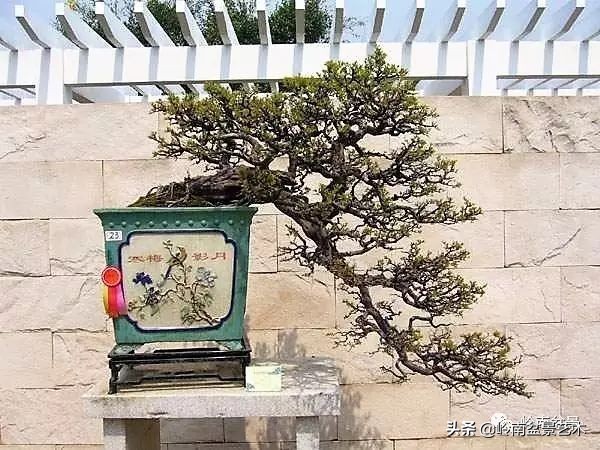 榆树盆景何时修剪最好,盆景怎样修剪最好看