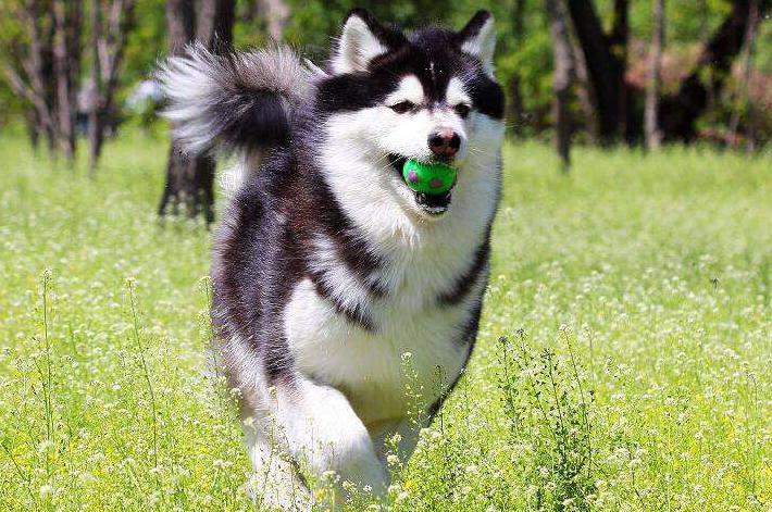 阿拉斯加和哈士奇它们的区别在哪里,谁更值钱一些呢,你喜欢哪个