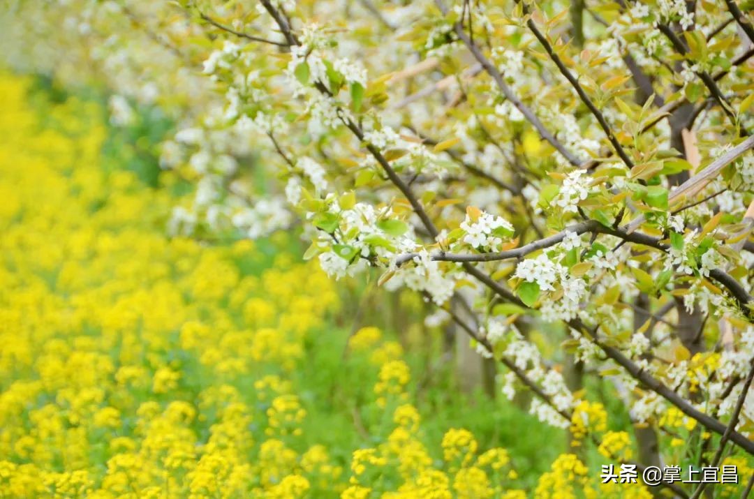 湖北枝江百里洲梨花图片,枝江百里洲梨花观赏时间