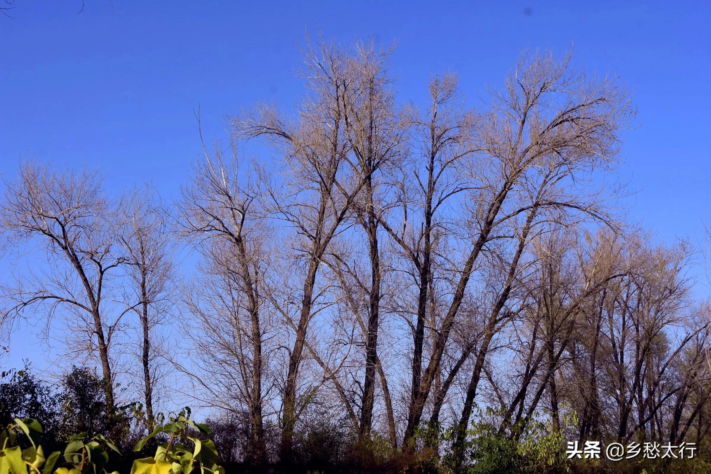 淇畔记事｜小羊倌续写的时代建筑传奇