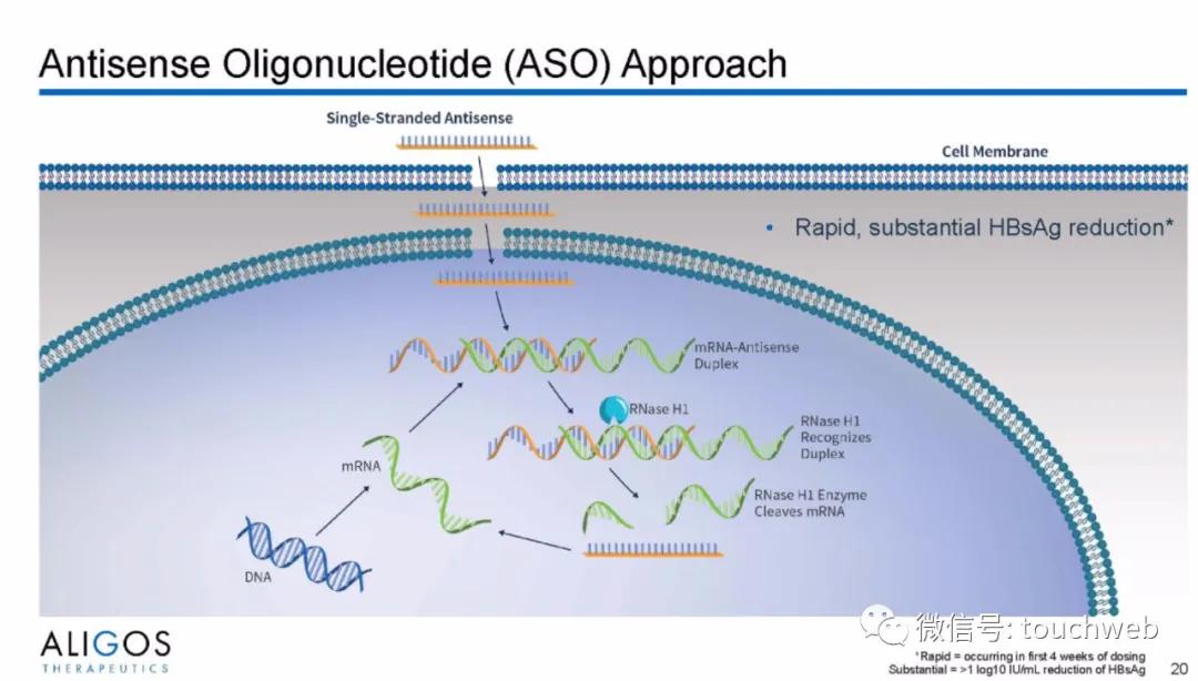 治乙肝的Aligos冲刺美股：拟募资上亿美元路演PPT曝光