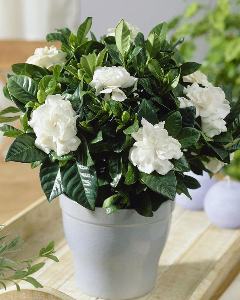 花卉萎蔫后怎么解决,各种花卉枯萎怎么补救