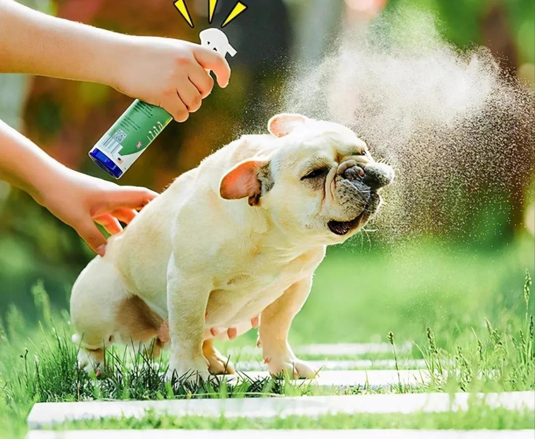 狗狗怎么避免趾间炎,狗狗趾间炎怎么预防