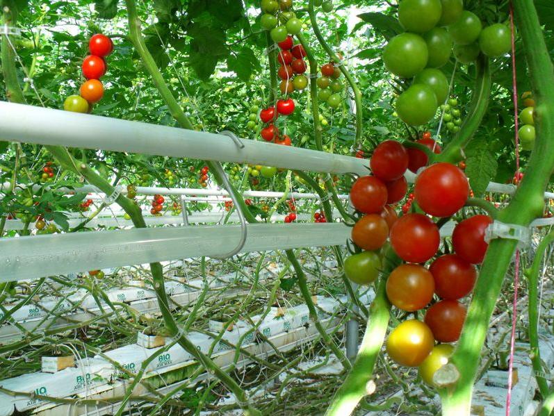 农业连栋温室大棚补贴标准,吉林连栋温室大棚一亩地多少钱