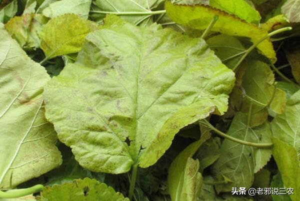 矮化桑树换完盆黄叶,桑树枯萎怎么处理