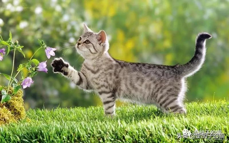 如何看出猫咪年龄有多大,如何判断猫咪的年龄