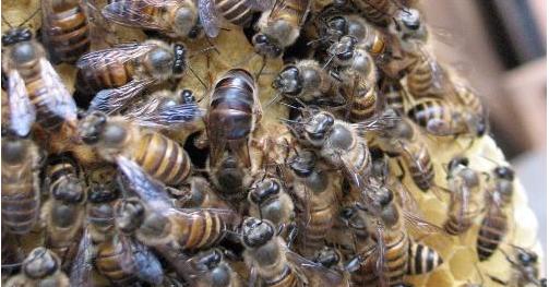 中蜂专用治疗方法,中蜂蜂蛹病防治