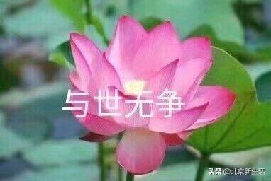 被网友拉进一个双十一攻略群，简直就是一个大型网络销售现场