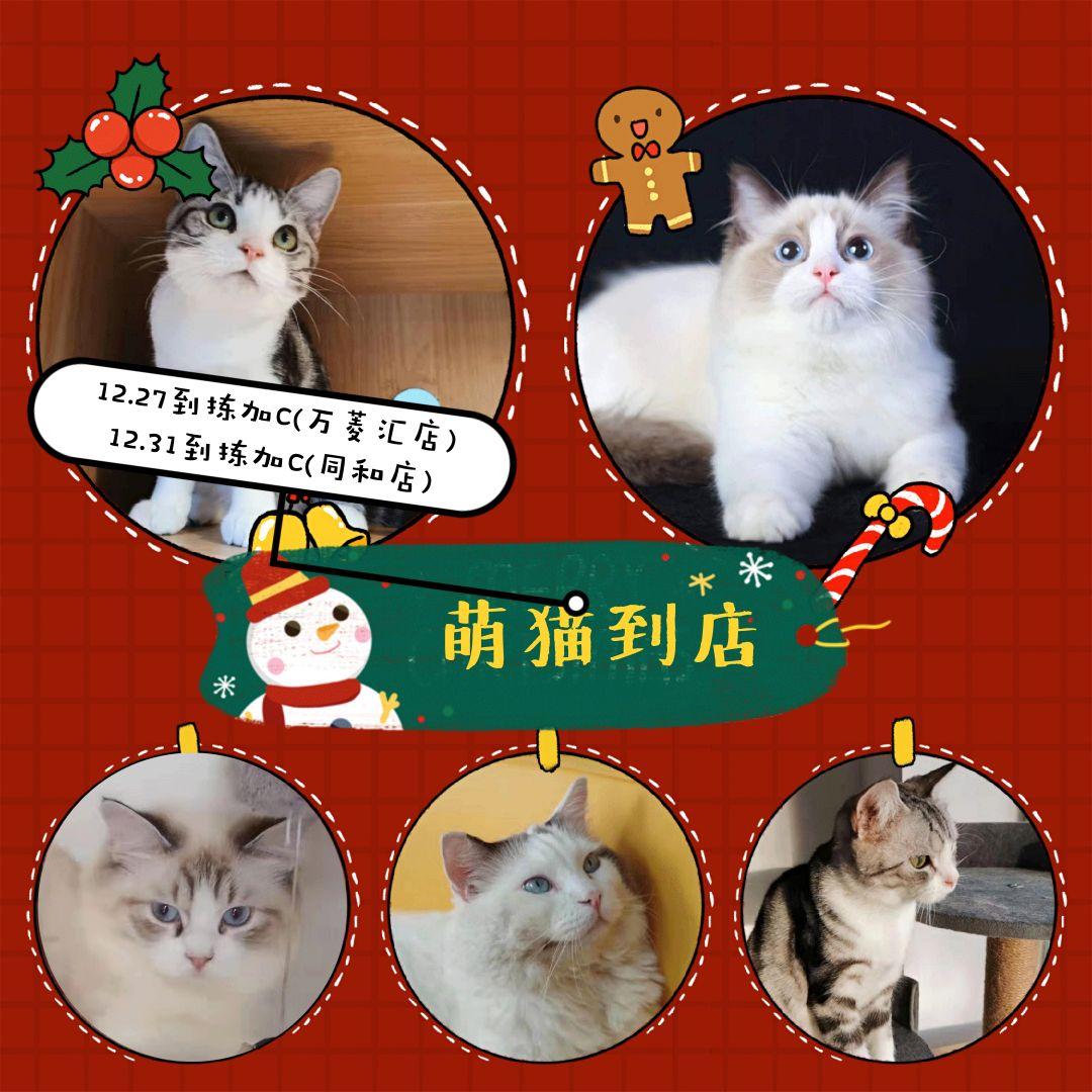 @所有猫控！万菱汇「猫咪美妆店」，任吸任摸！还有GD限量同款