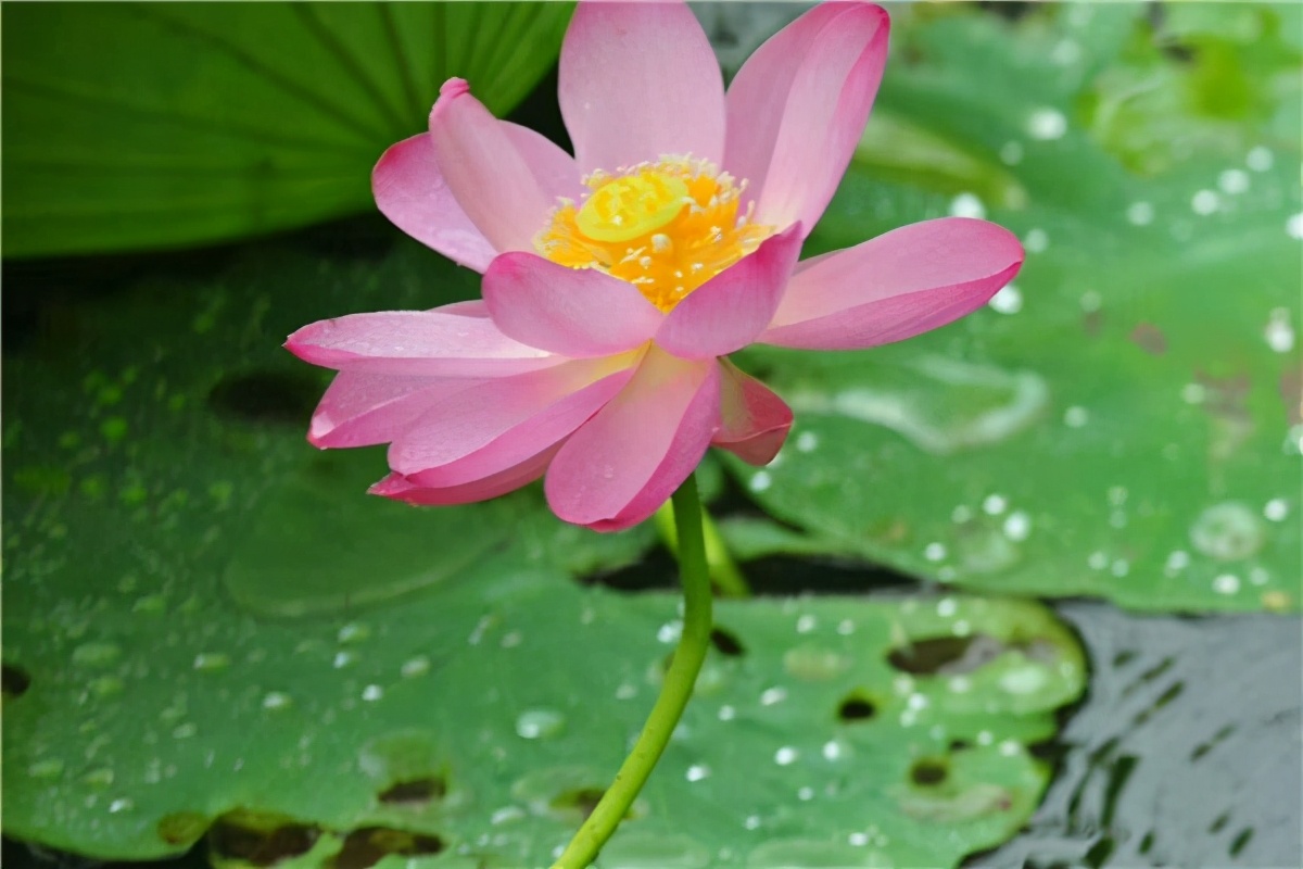 盘锦大洼上口子村,盘锦市大洼区2021年都哪些村搬迁