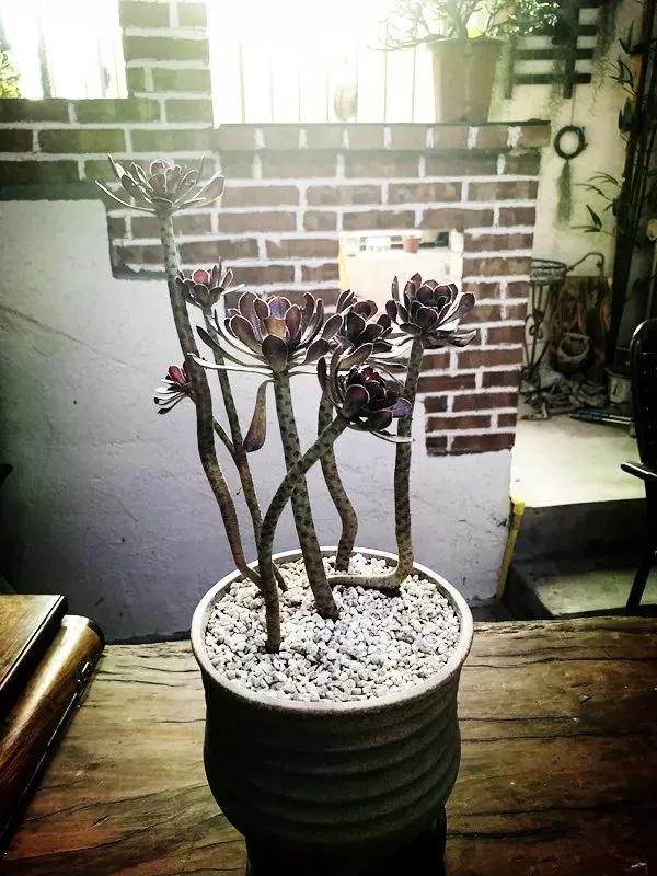 双十一买家催货搞笑段子,双十一过后的吐槽