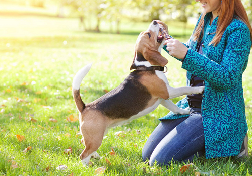 养狗前后父母的变化,父母养狗前后变化