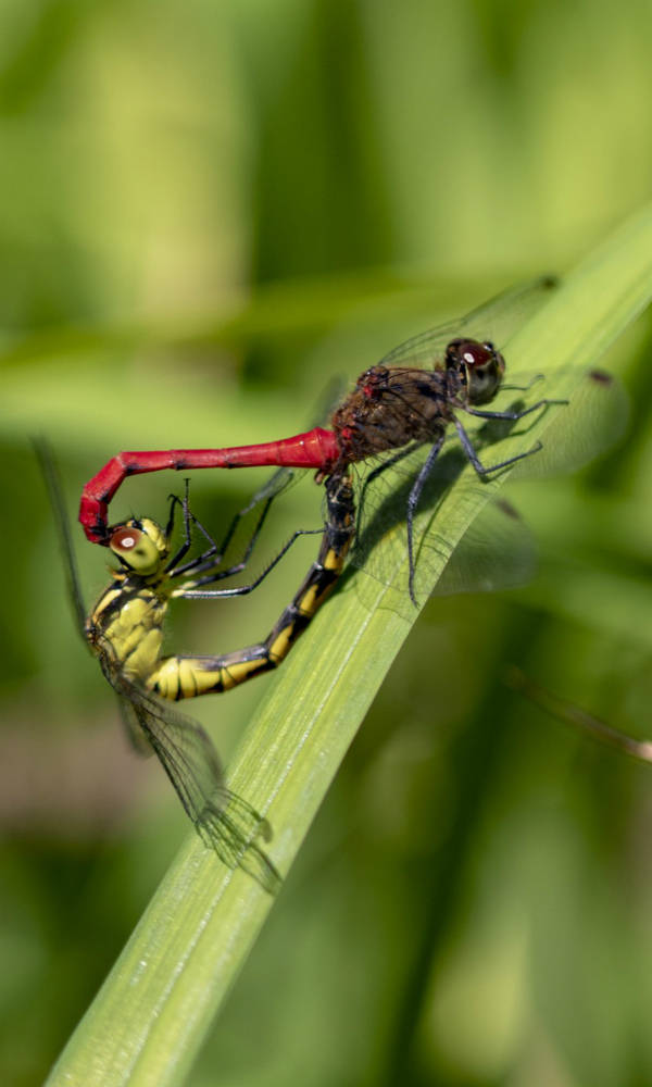 动物界奇葩生育,动物界奇葩组合