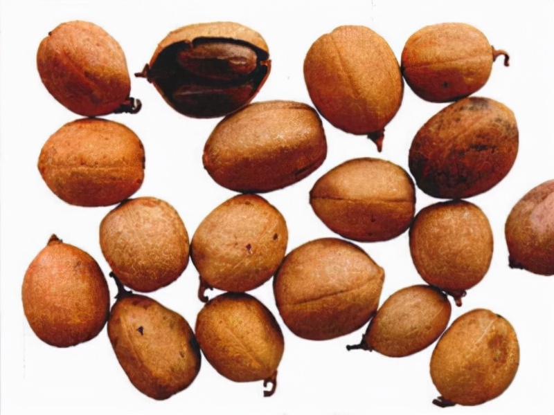 中药巴豆有几种,28种毒性中药分类表格