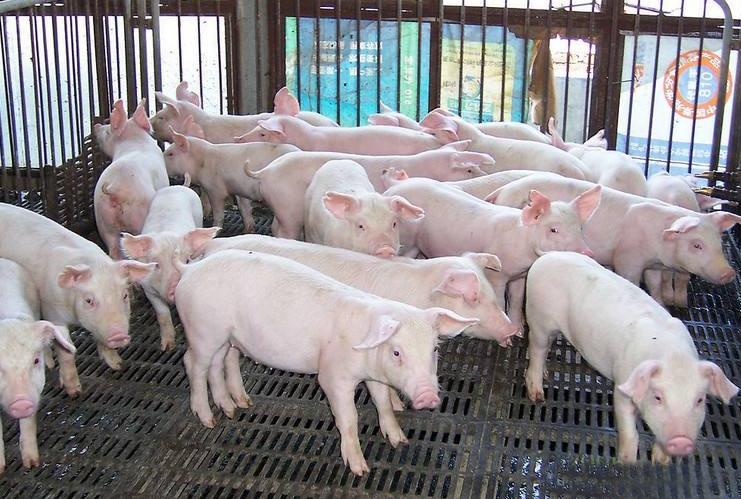 猪身上出现乌疙瘩是什么病,猪身体出现结痂是啥原因