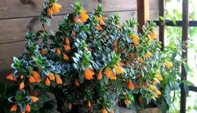 金鱼吊兰怎么整年不开花长得挺旺,金鱼吊兰叶子发黄掉叶怎么办