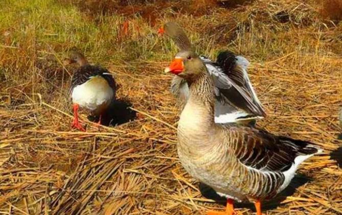 美洲雁养殖方法和注意事项,幼雁怎么养