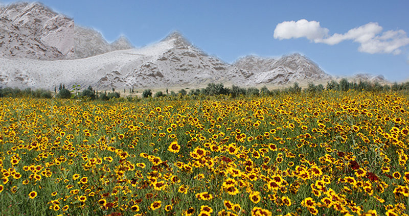 昆仑雪菊特级价格,真正的昆仑雪菊