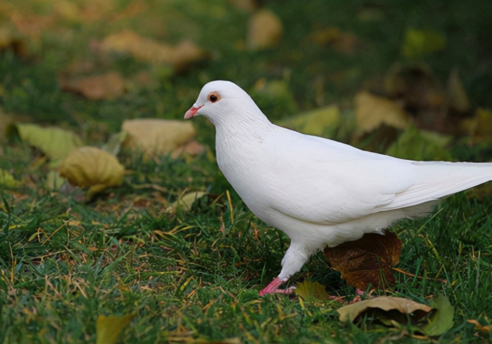 鸽鸽开始拉稀是什么原因,鸽子拉稀能喂幼鸽吗