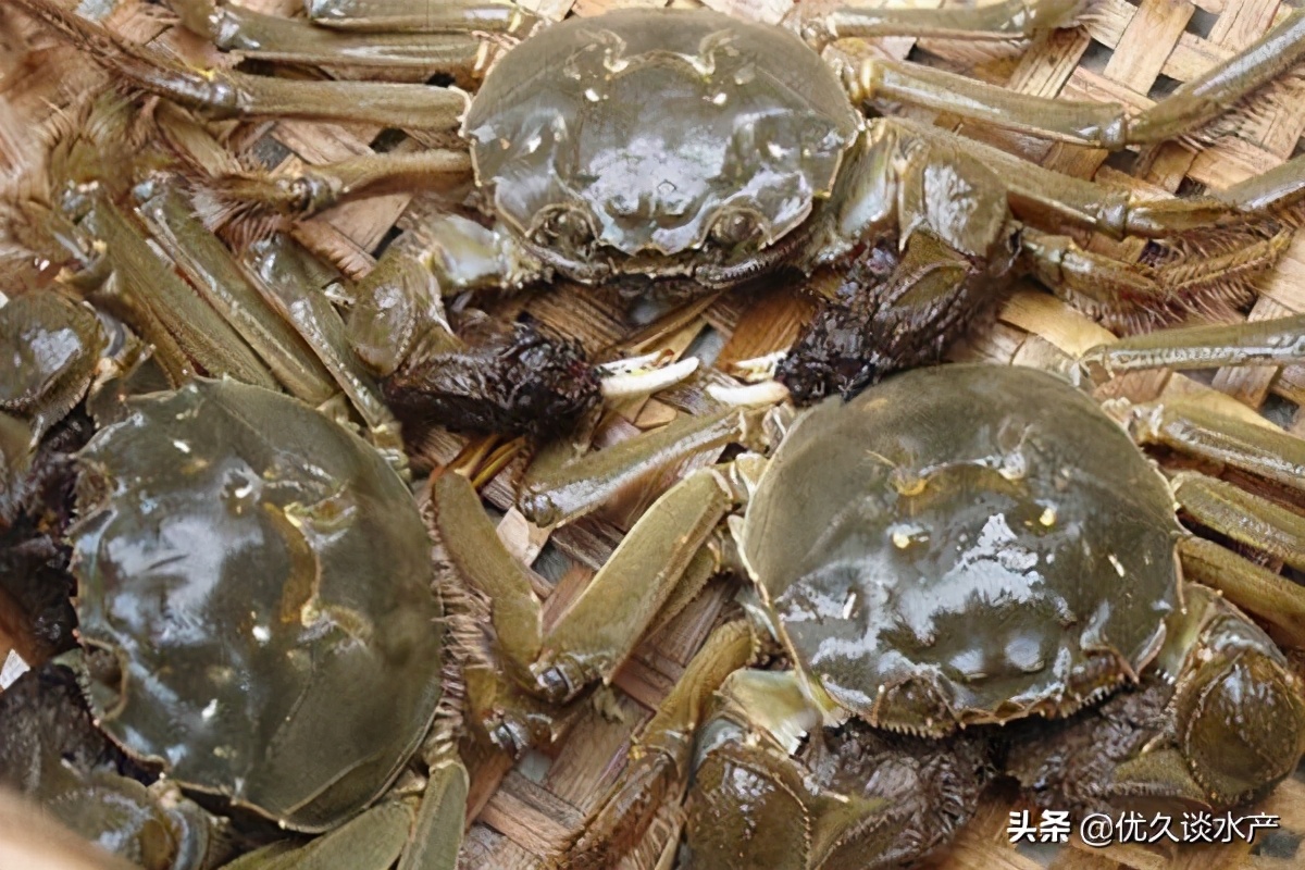 北方适合养殖什么水产品种,没有养殖经验的适合养殖什么水产