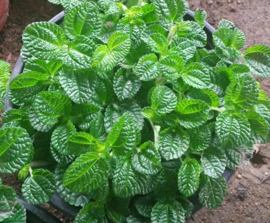 室内能吸毒的花,卧室里适合养的吸毒花