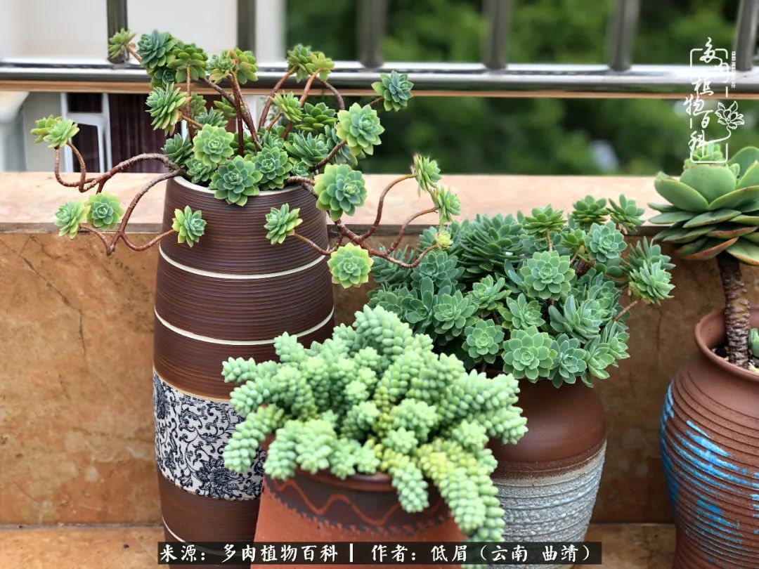 多肉怎么养度夏,多肉怎么养之度夏篇