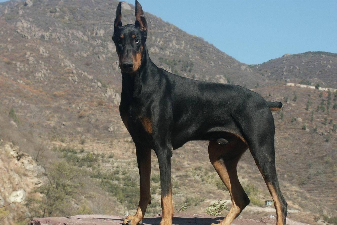 加纳利犬十大猛犬,加纳利犬真的是杀人犬吗