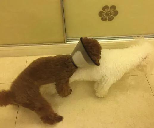 泰迪真的有那么“好色”吗？其实我们都冤枉它了，它也很无辜