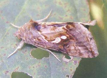 苋菜病虫害,苋菜生虫小妙招