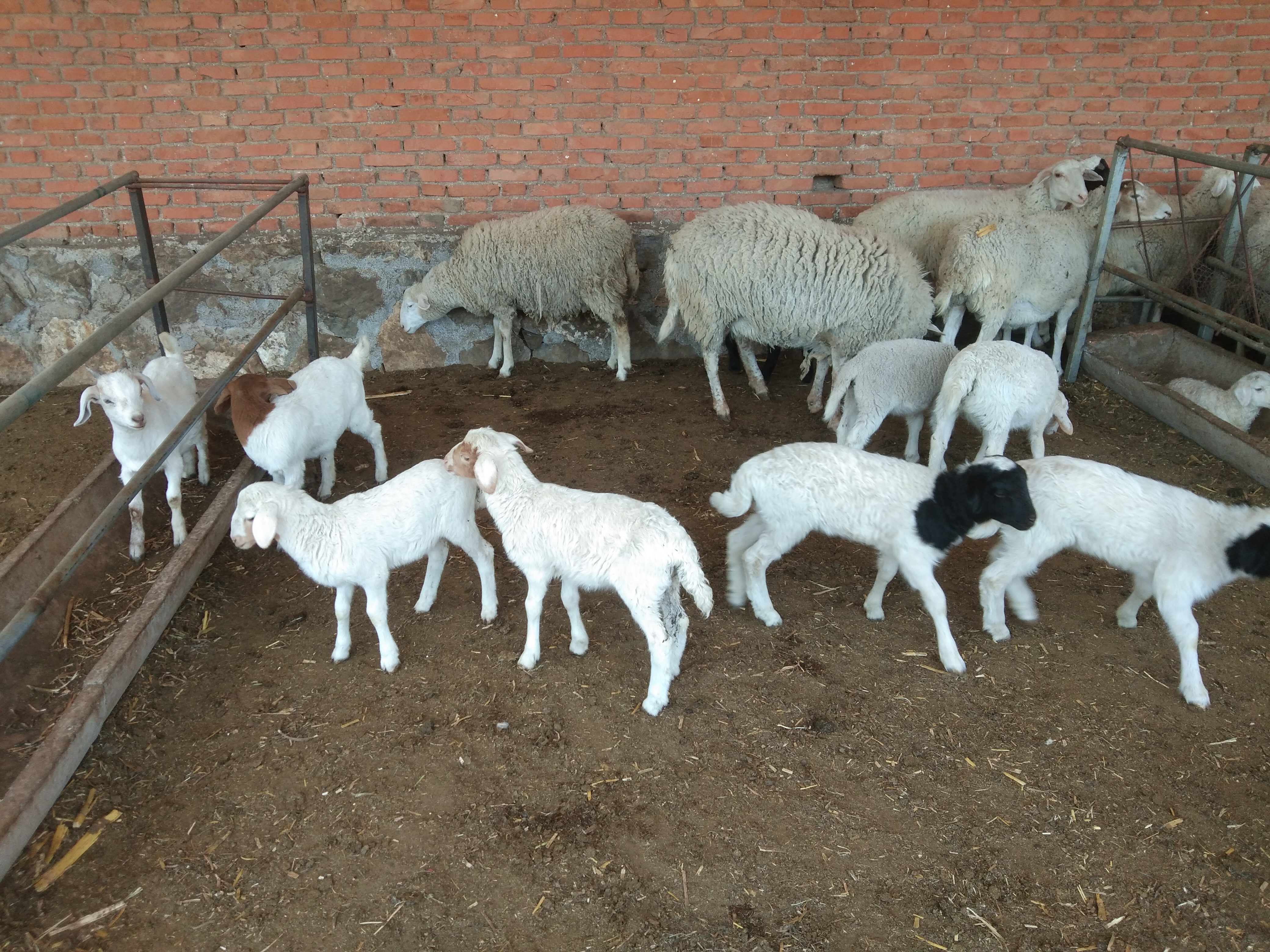 买卖羊的经验,买卖羊生意怎么做