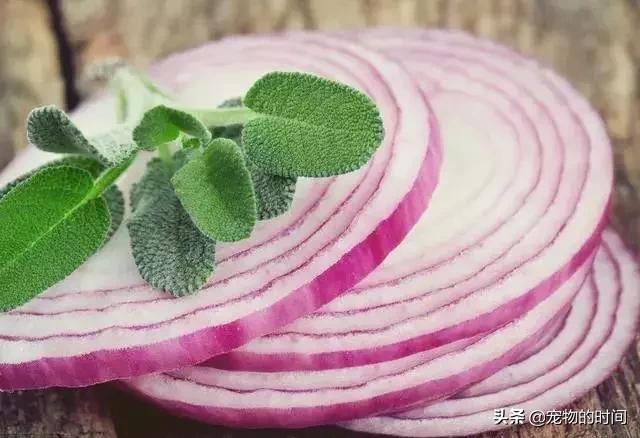 怎样训练狗狗不在家乱拉乱尿,狗狗最近在家乱尿是怎么回事