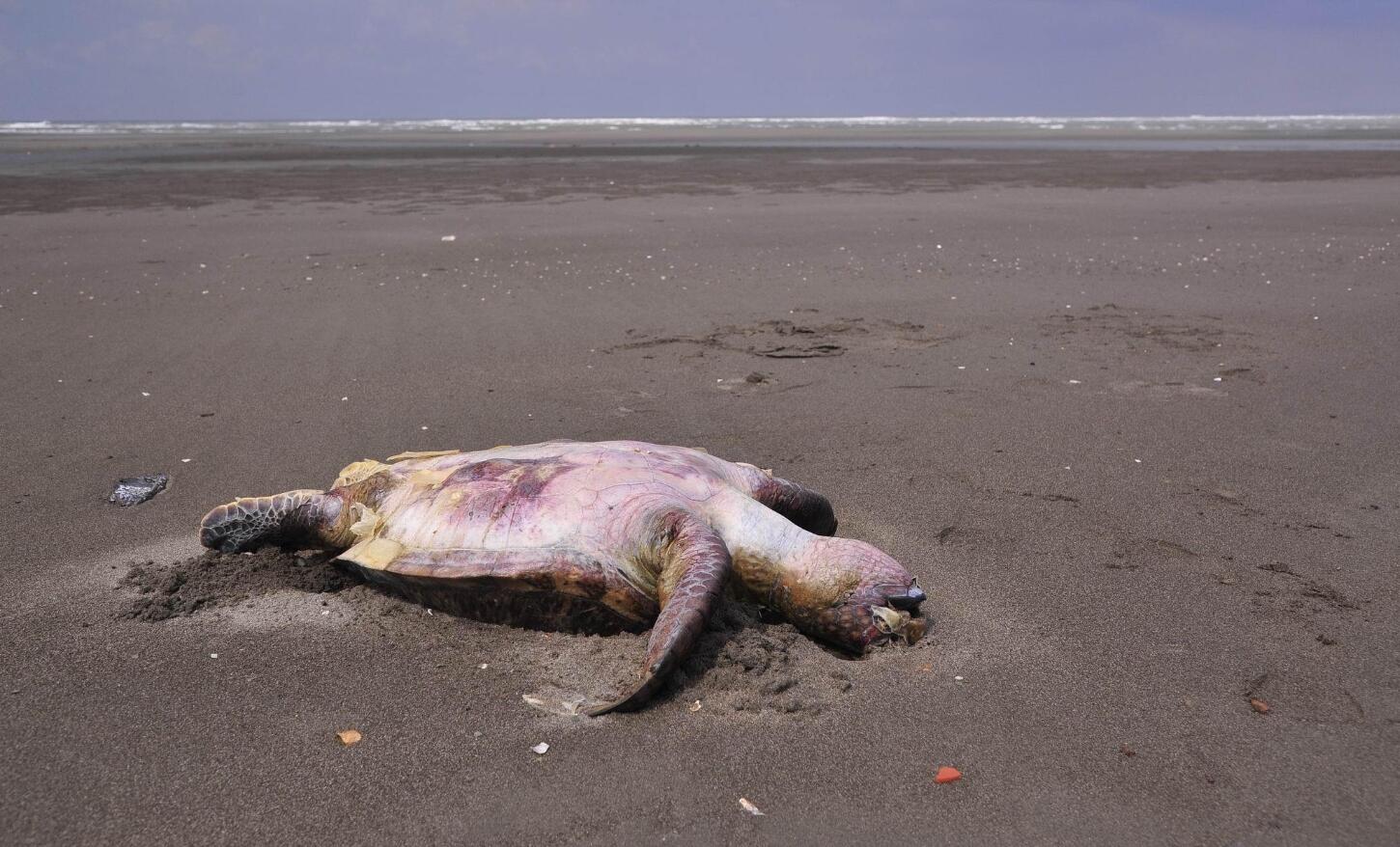 不吃不喝站立60多天才能产出，595000名“企鹅皇族”正面临大灭绝