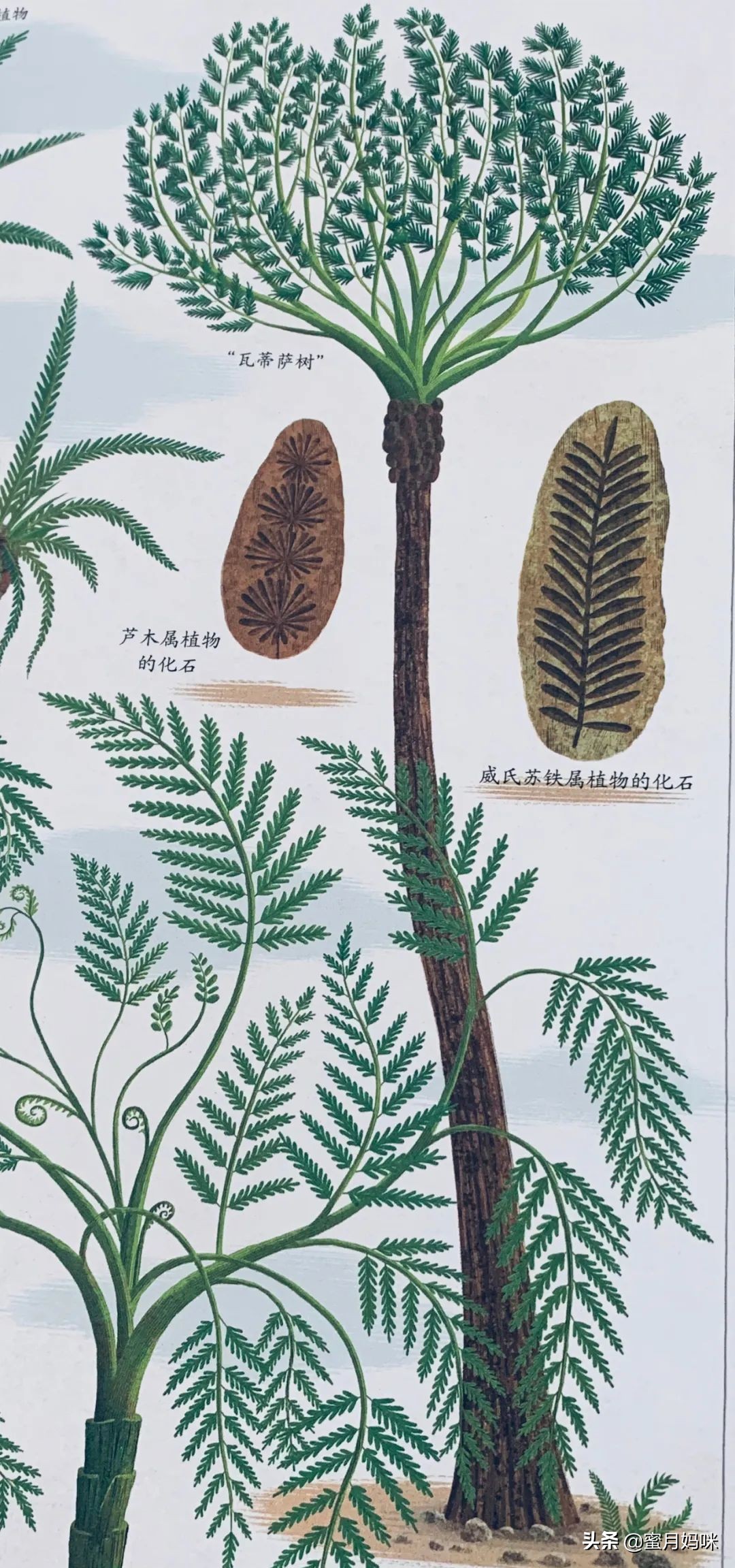 树木科普书籍,关于各种树木知识的书籍