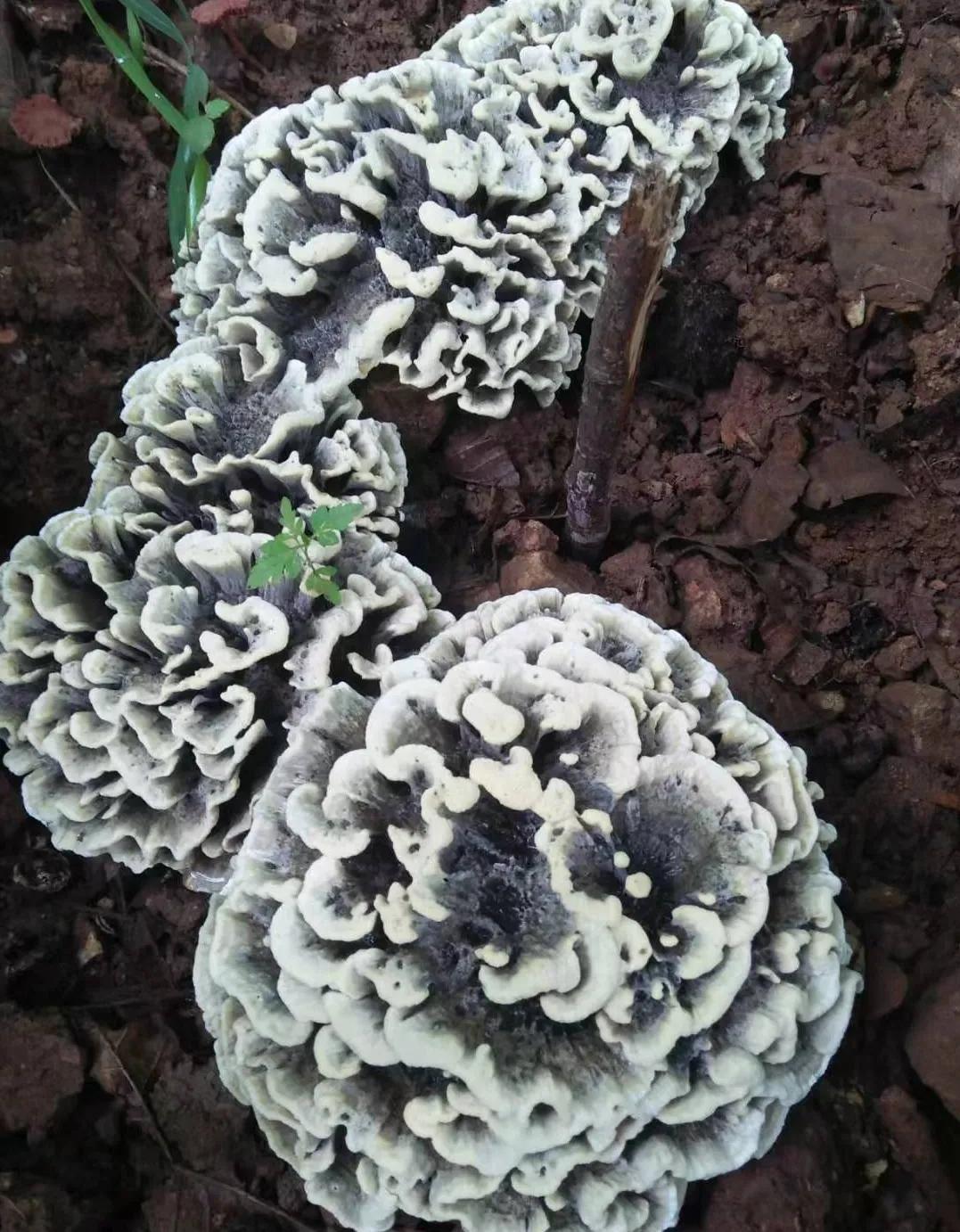 2022年野生菌什么时候大量上市 (山里的野菌样品及价格)