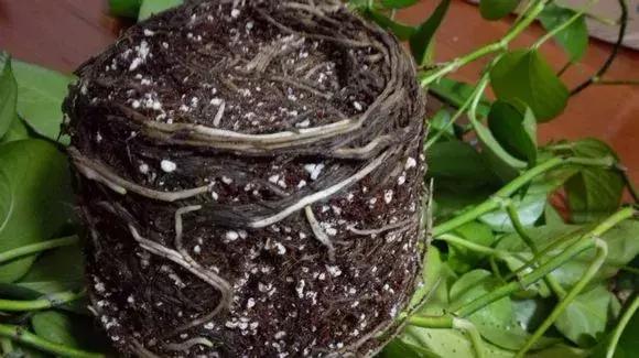 绿萝烂根怎么养才能更旺盛,绿萝怎样养才能养得更旺盛