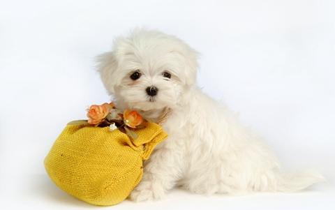 狗狗泪痕怎么也除不掉,狗狗泪痕怎么去也去不掉了怎么办