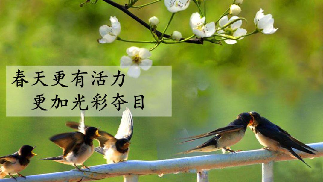 语文三年级下册燕子课文解析,三年级语文下册第2燕子课文重点