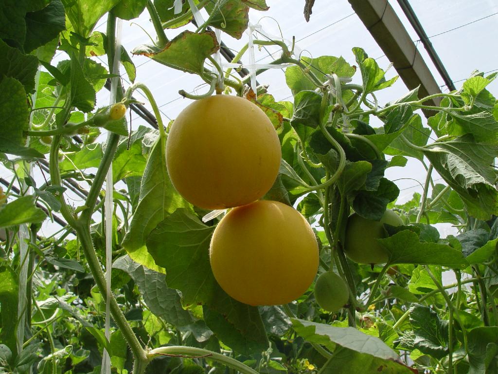 香瓜怎么吃才正确,吃香瓜功效