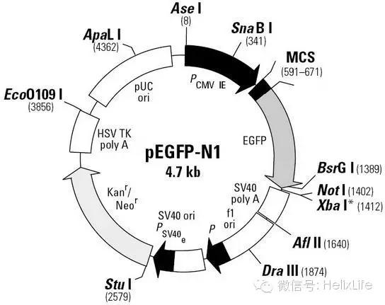 分子构建的正确流程是什么,分子构建最新技术