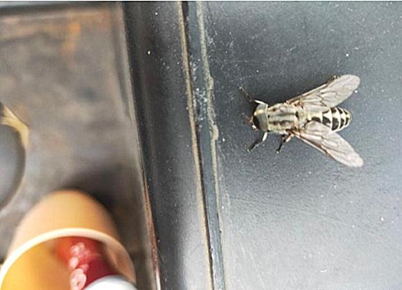 苍蝇一碰就跟针扎一样疼,男子手臂爬进去一只虫子