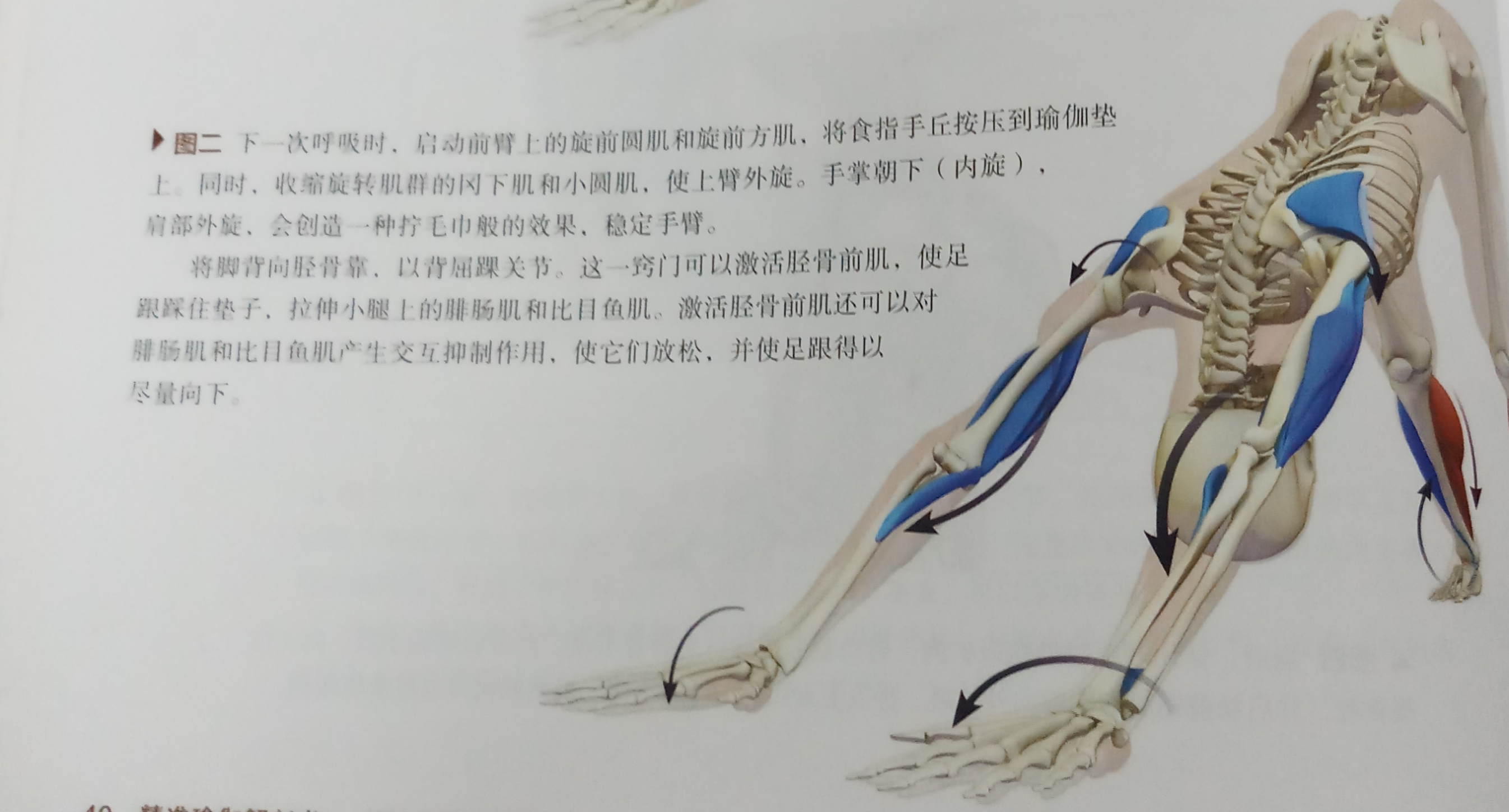 瑜伽入门动作下犬式的慢动作分解,瑜伽单腿下犬式怎么做到不翻胯