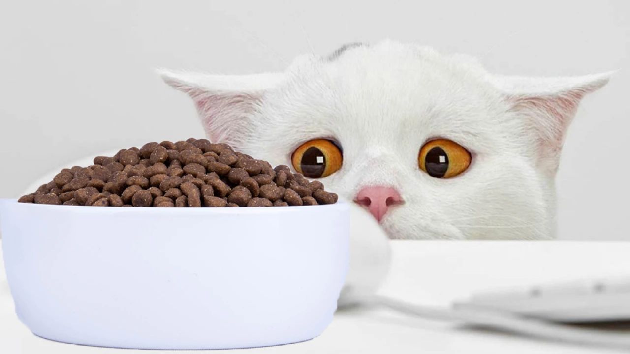 假期不在家猫怎么办,假期不出门的猫