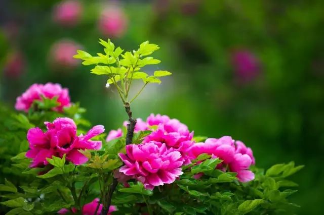 中国十大名花你认识几种呢,中国十大名花你喜欢哪种呢