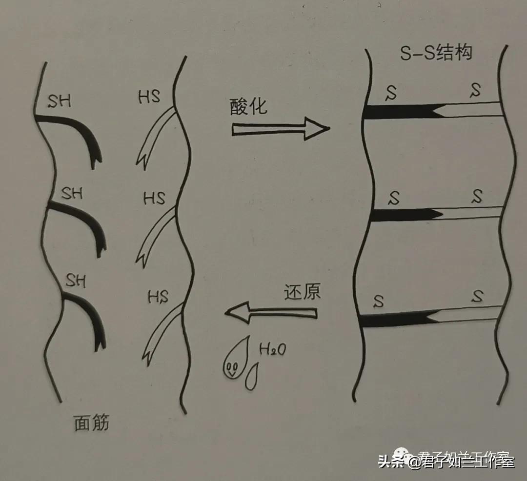 发酵面包的做法,面包是发酵的吗