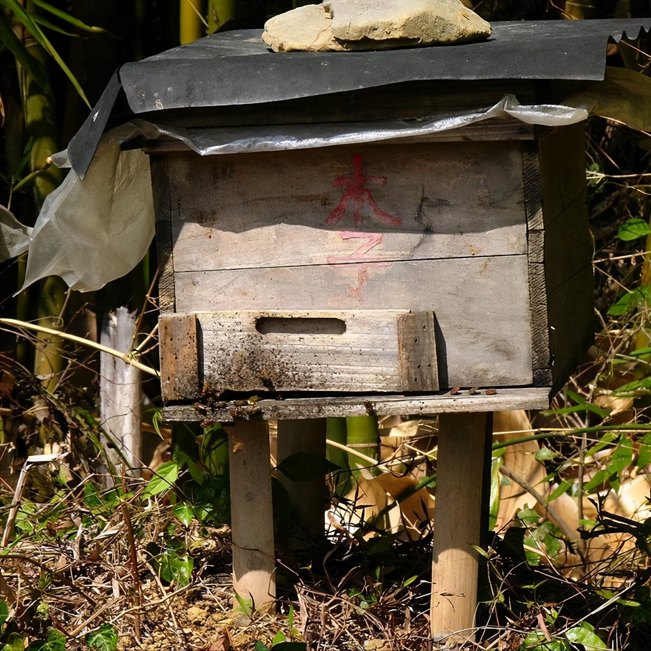 中蜂逃群的症状,中蜂逃蜂预兆