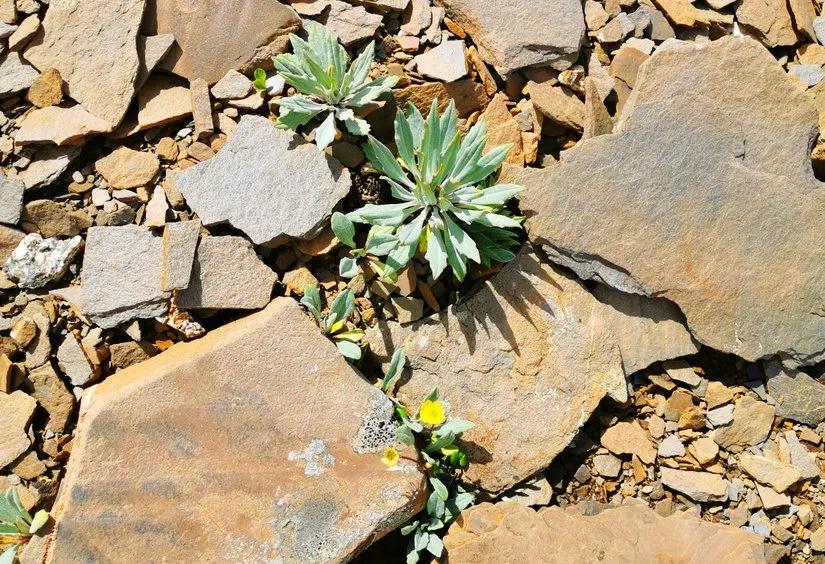 贡嘎山的徒步,贡嘎雪山大环线徒步游记