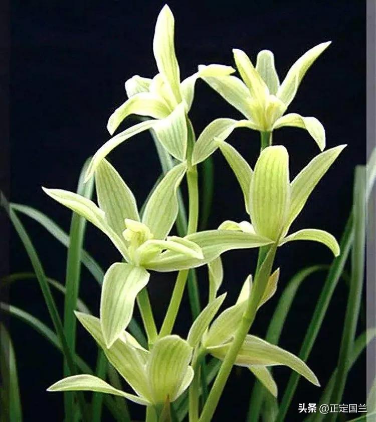 为什么兰花被称为国兰,为什么兰花又叫国兰