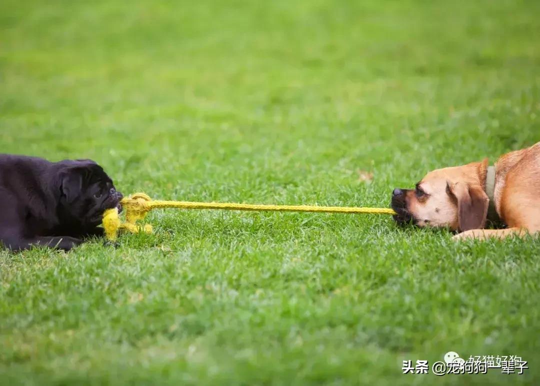让狗狗安静下来的最简单办法,学会以下招数让狗狗训练有素