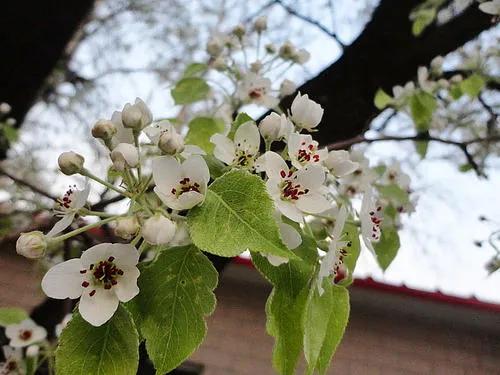 盐碱地怎么治理才能长出植物,盐碱地土地综合整治工程问题