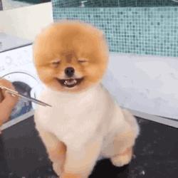 狗毛被剃光狗内心崩溃,把狗毛剃光长出来成卷毛了